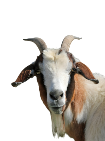 Medium Goat