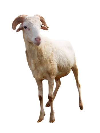 Medium Sheep Family Size
