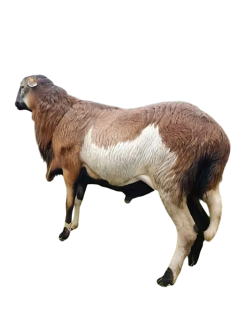 Premium Medium Sheep