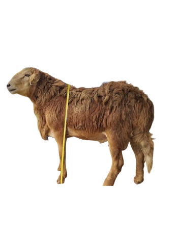 Medium Sheep Feast Size
