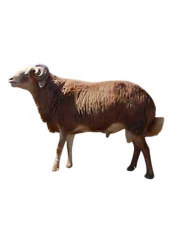 Big Sheep — Feast Size