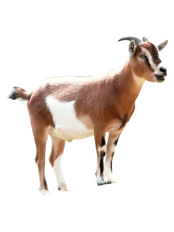 Large Goat