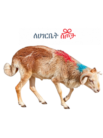 Medium Sheep Family Size