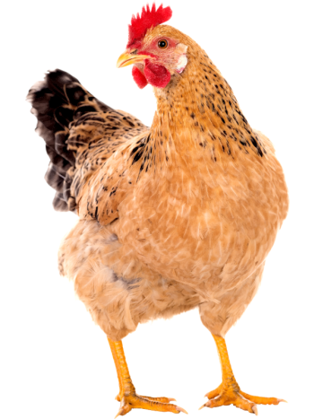 Habesha Chicken