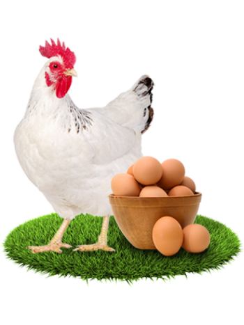Habesha Chicken with 15 Eggs