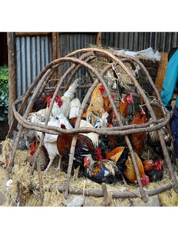 Chicken