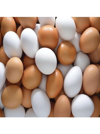 Egg