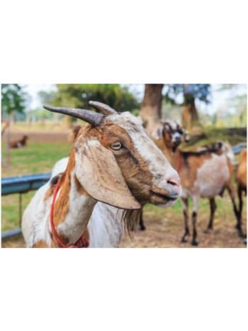 Goats