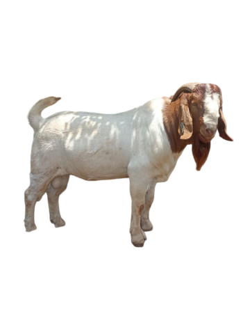Premium Large Goat