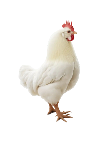 Broiler Chicken