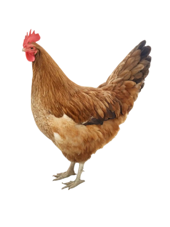 Hen Family Size