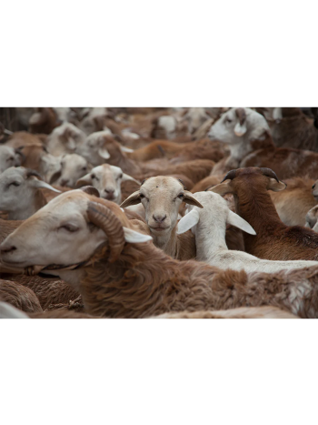 Sheep