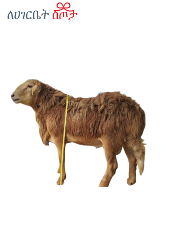 Big Sheep Feast Size