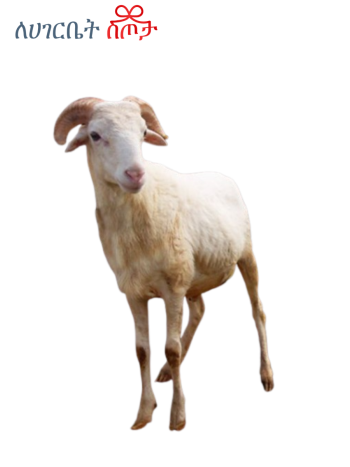 Medium Sheep Family Size